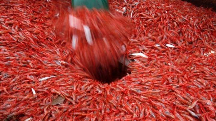 New England's shrimp industry is struggling, with fishermen catching few in 2025