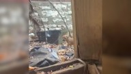 Missouri Rescue Turns Magical As More Tiny Paws Appear From Nowhere