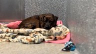 California Dog Abandoned And Tied To A Pole In The Rain Never Stops Hoping For Love