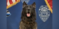 Hawaii police officer whose K-9 died now on regular patrol, under criminal investigation