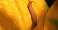 Serial Doorbell Prankster Turns Out to Be Mischievous Slug