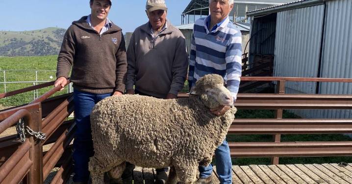 Billa Burra Burra Merino ram sale results, top price and average