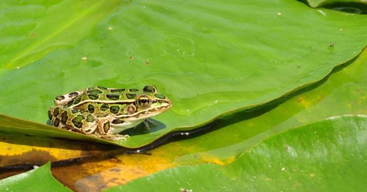 WASHBURN: Iowa bullfrogs: The good, the bad, and the ugly