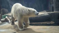 Polar bear Kallik says goodbye to Saint Louis Zoo