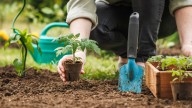 Save Money On Veggie Garden Soil With A Classic Technique (Thanks, Germany)