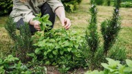 15 Easy-To-Grow Herbs That Can Help Keep Pests Away From Your Yard And Garden