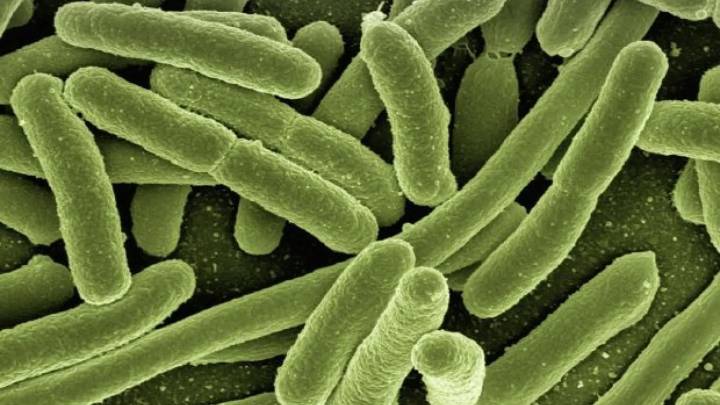 Alerta en EEUU: las infecciones por las "bacterias pesadilla" se disparan un 70% en cuatro años