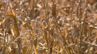 Kennard farm takes a hit from recent wet weather