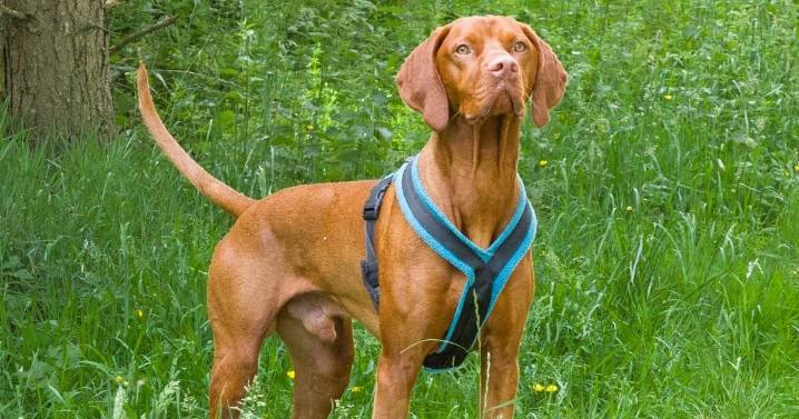 Young dog nursed back to health after digestive system became paralysed thanks to West Lothian vets