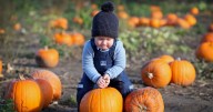 Pumpkin patches around Birmingham with the best Halloween treats