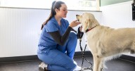 Vet says 'don't wait' if you notice 8 symptoms in dogs