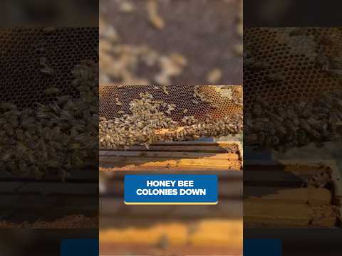 Honey bee colonies declining in Washington