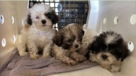 See photos of dozens of dogs rescued by ARL Iowa from Plymouth County