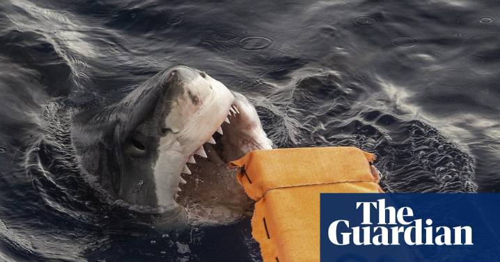 Can ‘bite-resistant’ wetsuits help protect surfers against sharks? Here’s what Australian researchers have found