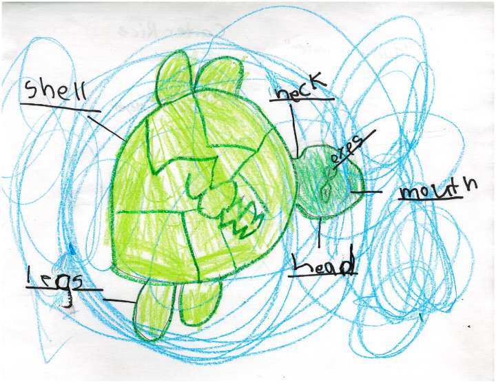 Weather Drawing: Turtle in water