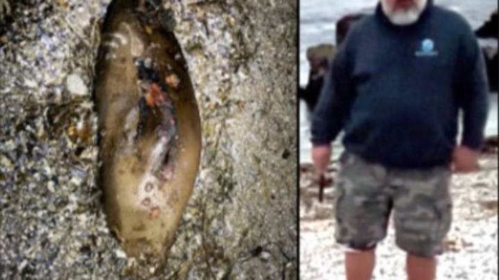 Decapitated California sea lion: $20K reward issued