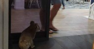 Protecting Port Macquarie's koalas in our public spaces