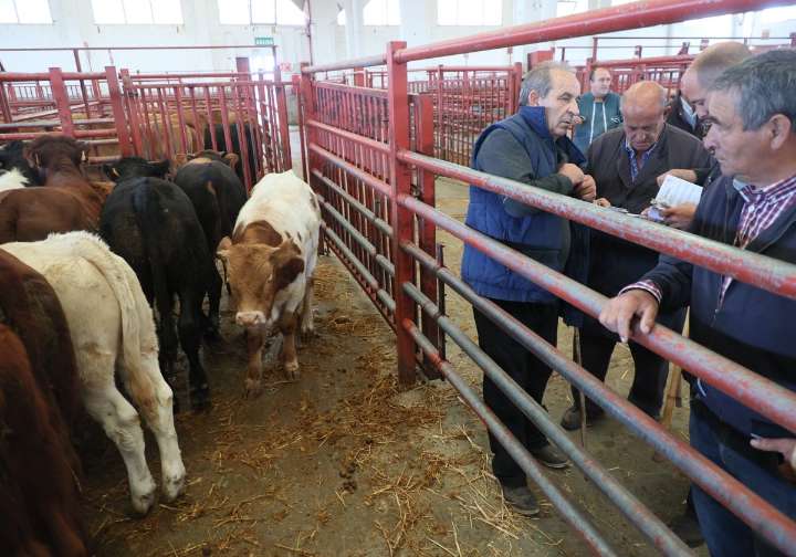 Mercado: «¿Qué pasa con el ganado de Salamanca?»