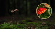 Hongos tóxicos: Conoce las 5 especies más peligrosas del planeta