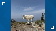 Study ranks Idaho among the best states for walks in the woods
