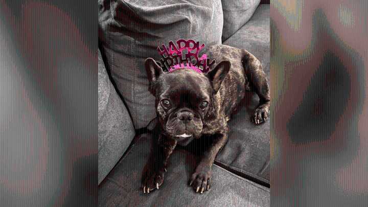 Distraught owner marks one year since French Bulldog went missing