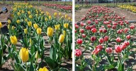 Campo de Tulipanes de Guardia Mitre: el sueño de dos emprendedores que apunta al turismo de flores