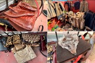 Secuestran tapados y bolsos hechos con animales protegidos y valuados en 600.000 dólares
