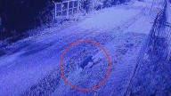 Dudas sobre el origen del puma de Pilar: podría estar perdido o haber escapado tras ser criado en cautiverio