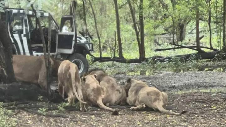 Tailandia: un cuidador fue devorado por una manada de leones