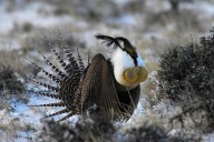 Sagegrouse Numbers Rise In Wyoming Thanks To Favorable Spring Weather