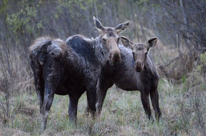 ‘Complete collapse’: Manitoba First Nation takes province to court over moose hunting