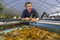 Best shot to save Florida reefs? An industrial factory making heat