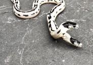 Happy Birthday to the Two-Headed Kingsnake of the East Bay Vivarium