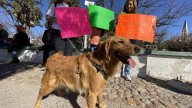 Caminarán de Chihuahua a Ciudad de México por el bienestar animal