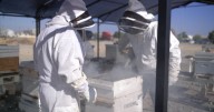 See What the Buzz is About: North Kern State Prison launches unique rehabilitation program