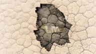 Chihuahua excluido / Productores abandonados / Andrea y Noroña / Otro en la lista