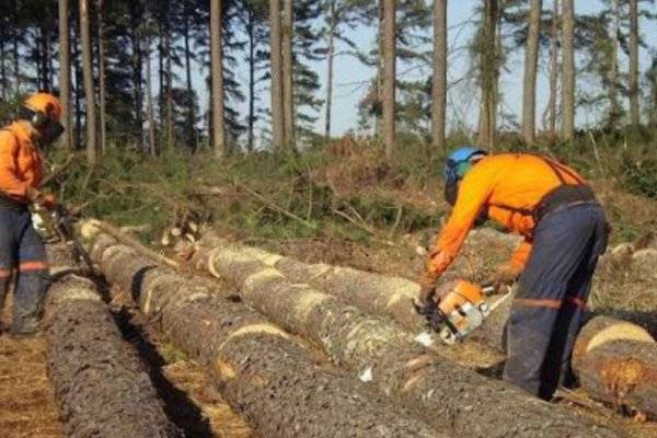 CLARÍN Y LOS NÚMEROS ROJOS! Alarma por caída laboral en Forestación y Yerba en Corrientes y Misiones