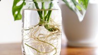 Salvá tus esquejes de tus plantas: el truco de los expertos jardineros para saber si están podridos y cómo recuperarlos