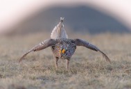 North Dakota grouse and partridge season previews highlight ‘North Dakota Outdoors’ webcast