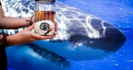 A PR makeover for sharks (think ‘Jaws’) could do a whole lot of good for the ocean