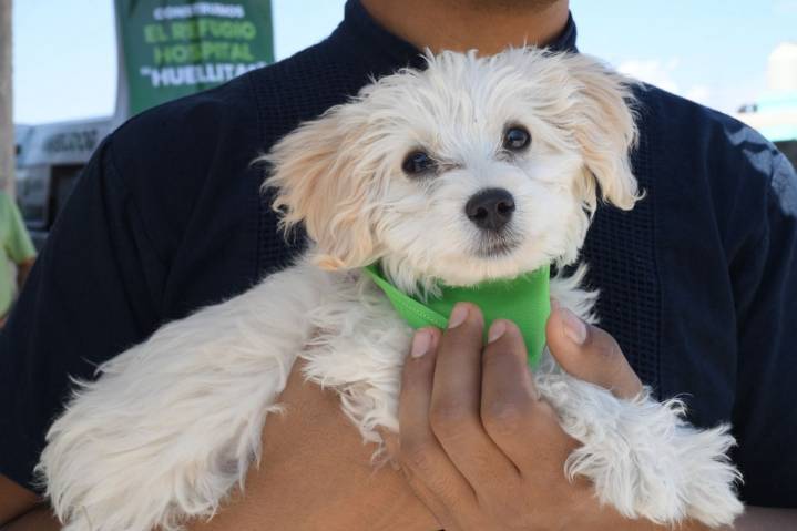 Crece la presencia de mascotas en hogares potosinos