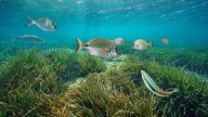 Oceanógrafos concluyen esta importante tarea en los mares de Baleares: "Tiene un alto valor ecológico"