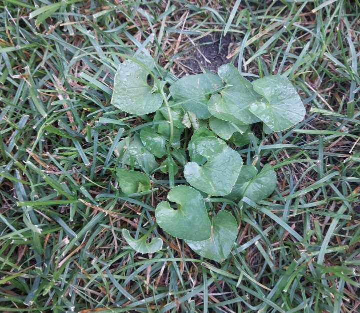 Wild violet control is difficult, but possible