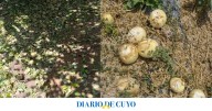 El Gobierno Nacional oficializó la emergencia agropecuaria en 16 departamentos de San Juan