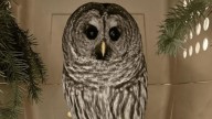 18 owls treated at Vancouver Island wildlife centre due to car collisions last year: BC SPCA