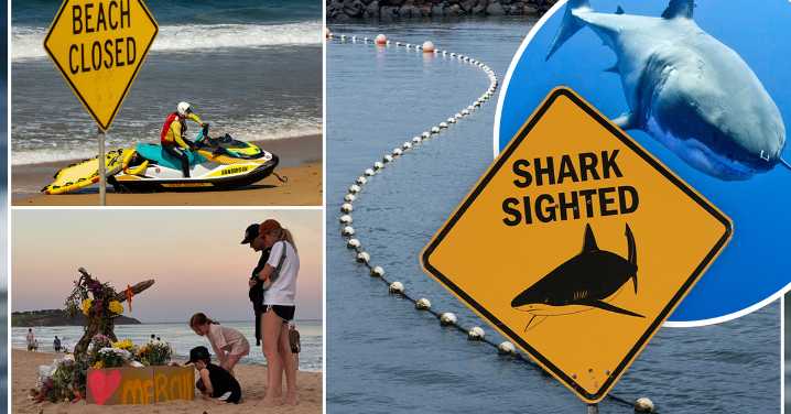 Shark attack Dee Why update: What happened, are shark attacks on the rise, do shark nets work, and everything to know about them