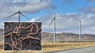 Landowner Says Wind Turbines Negatively Impact Earthworms, Scientists Agree