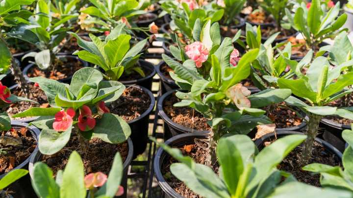 Las 5 plantas que debes podar en septiembre antes del cambio de temperaturas