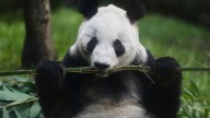 “Si se va ella, yo también”: cuidador de la osa panda Xin Xin en el zoológico de Chapultepec