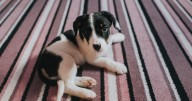 Simple trick is essential for removing pet hair from your carpet